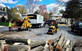 Best Tree Removal  in Manawa, WI